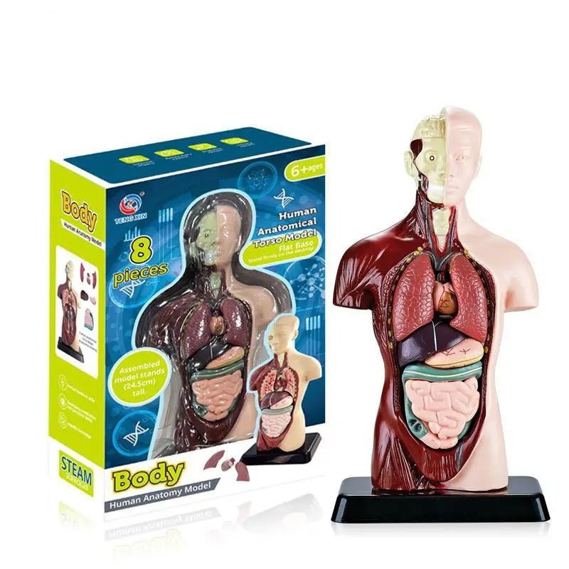 Fidtoy Human Torso Body Anatomy Model for Kids STEM Organ Skeleton Learning Science Kit with Stand