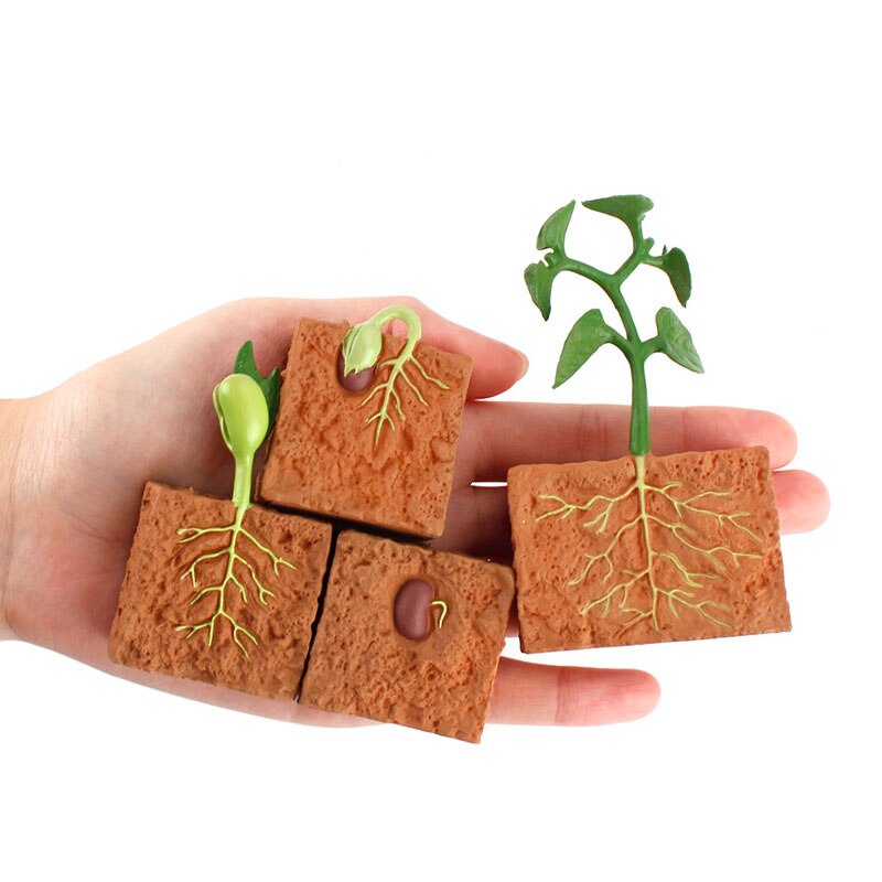 Simulation Seed Plant Cycle Model Toy