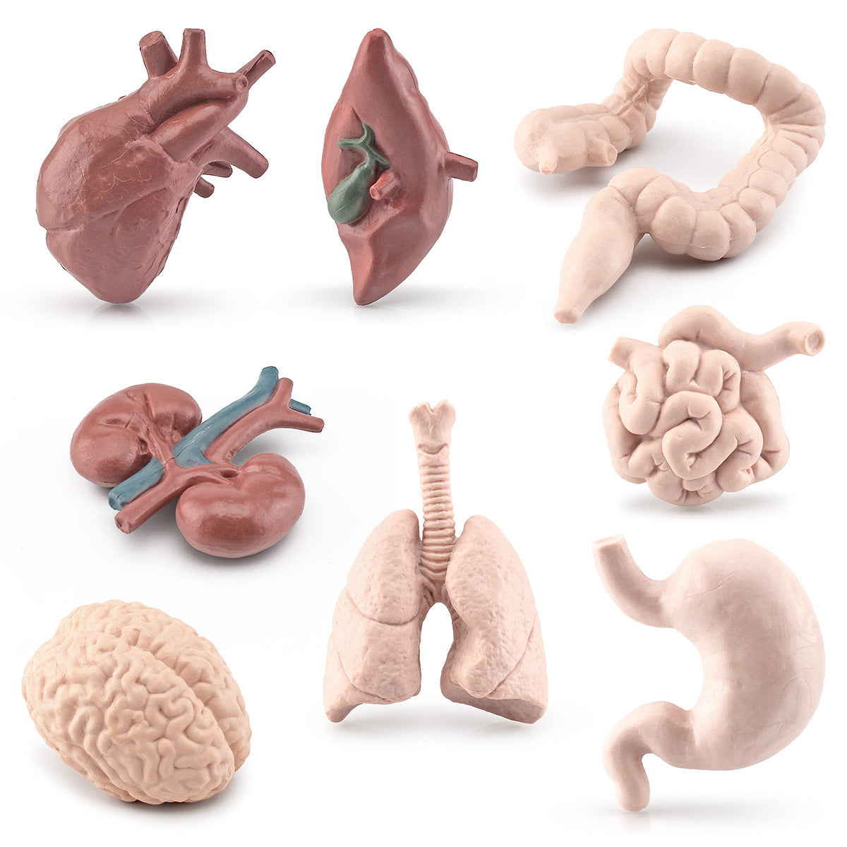 Figurines Organes du Corps Maquette Anatomique Réaliste Cerveau Cœur Poumon Foie Jouet pour Maternelle Cycle de Vie