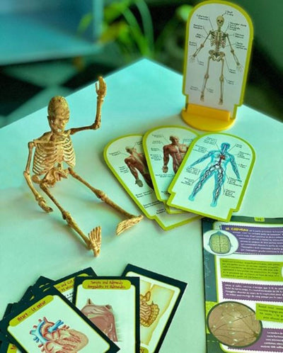 Fidtoy Human Body Anatomy Skeleton Model Science Kit with Organ Cards and Illustrated Manual for Kids
