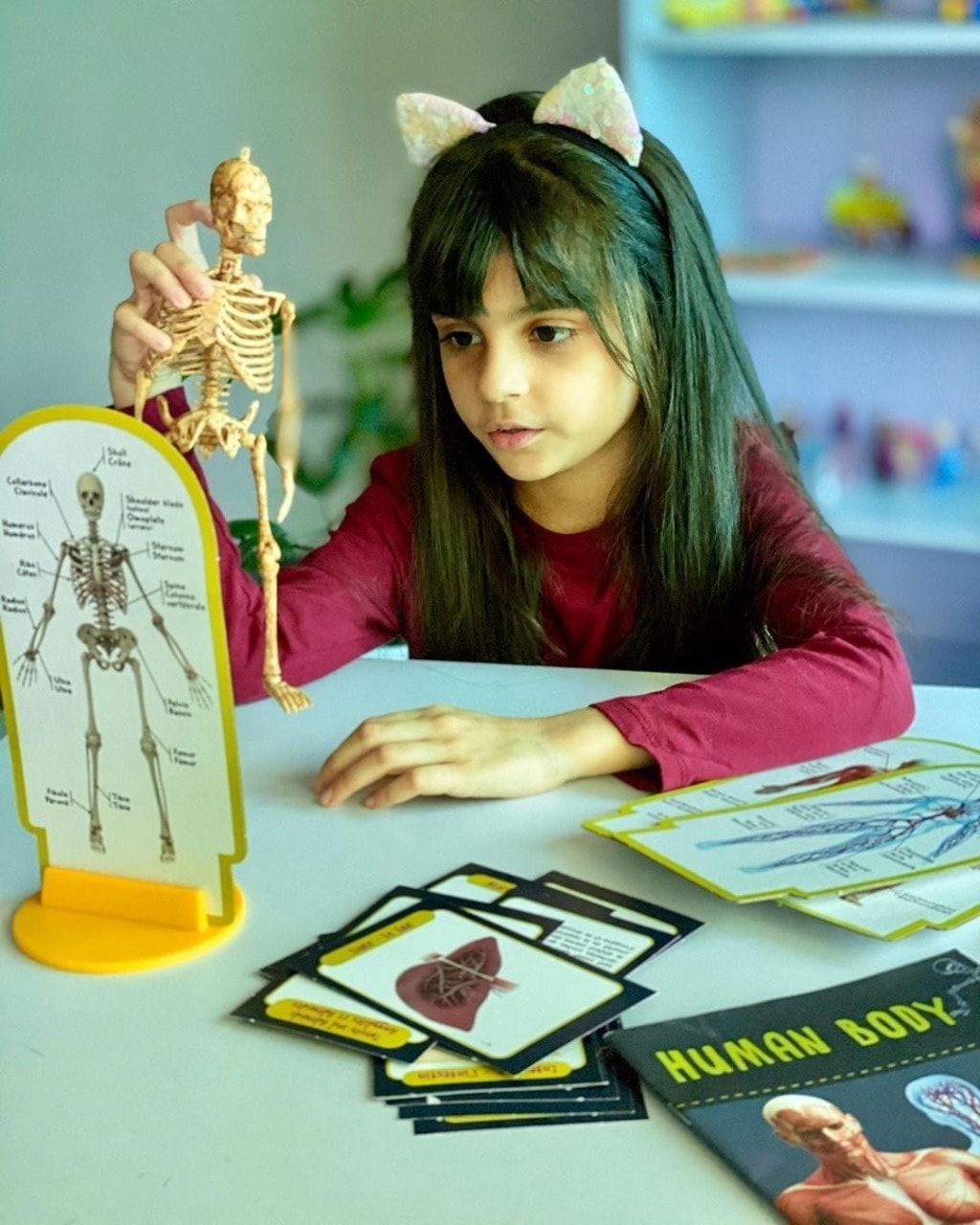 Fidtoy Human Body Anatomy Skeleton Model Science Kit with Organ Cards and Illustrated Manual for Kids