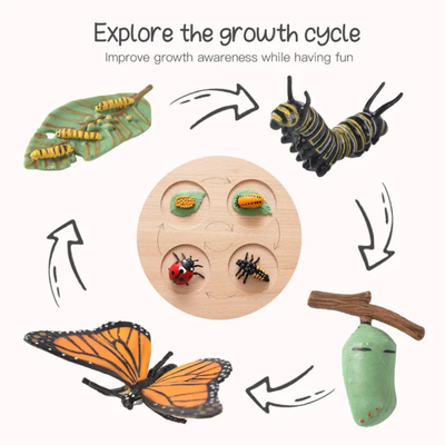 Jouet Montessori en bois sur le cycle de vie