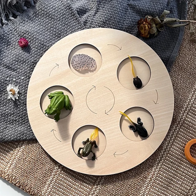 Jouet Montessori en bois sur le cycle de vie