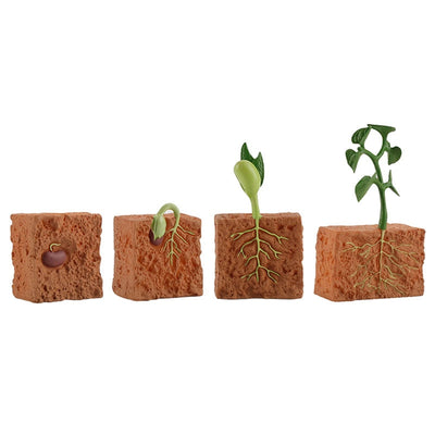 Juguete de modelo de ciclo de planta de semilla de simulación