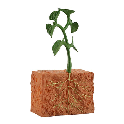 Juguete de modelo de ciclo de planta de semilla de simulación