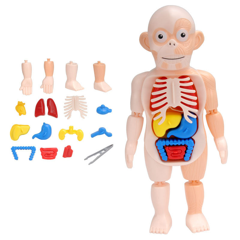 Jouet Modèle d'Organes d'Anatomie Humaine STEM