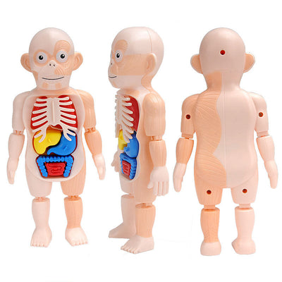 Jouet Modèle d'Organes d'Anatomie Humaine STEM