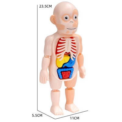 Jouet Modèle d'Organes d'Anatomie Humaine STEM
