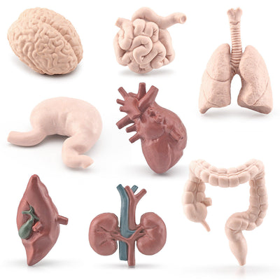 Figurines Organes du Corps Maquette Anatomique Réaliste Cerveau Cœur Poumon Foie Jouet pour Maternelle Cycle de Vie