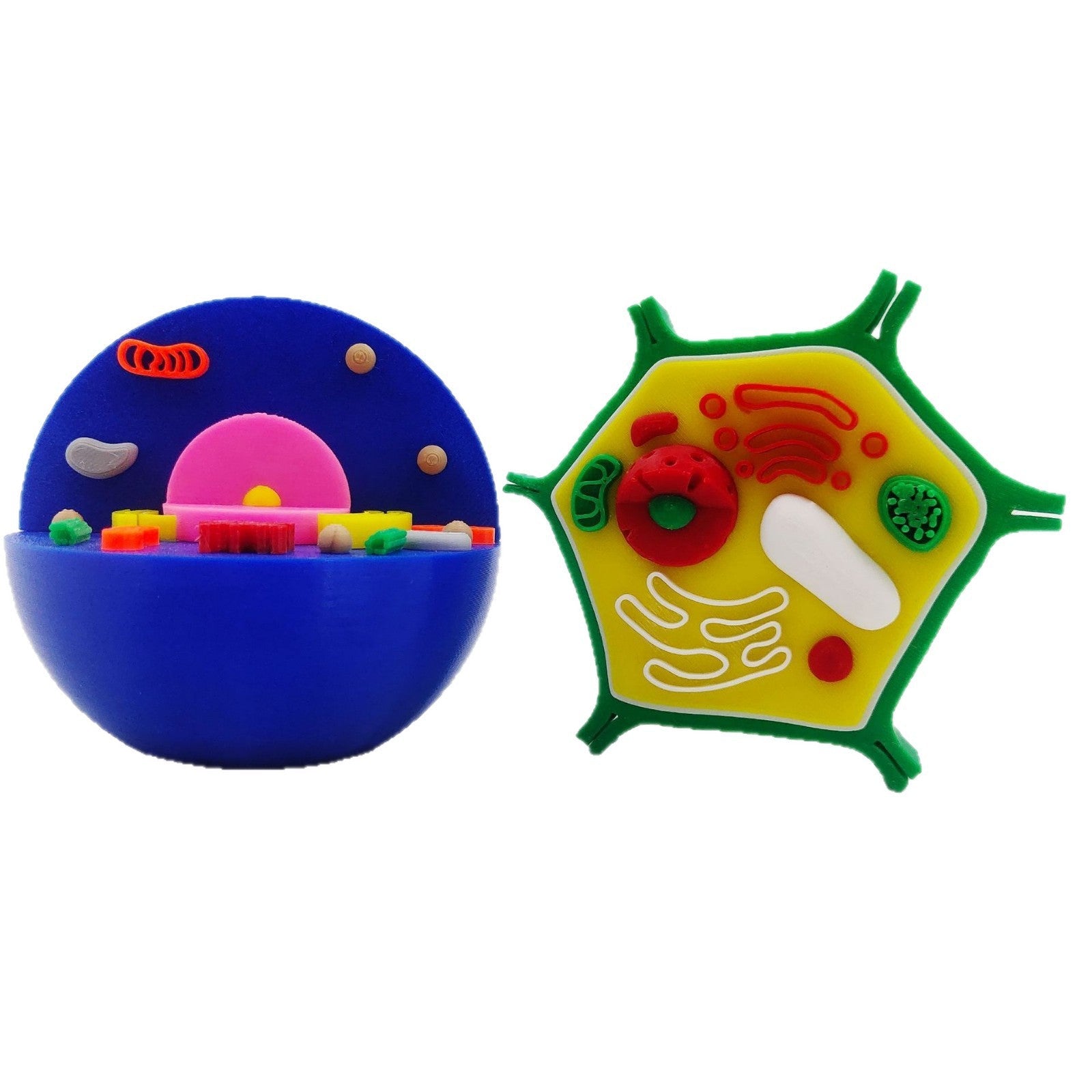 3D Print Animal Cell  and Plant Cell Models Kids STEM Educational Resources Toy