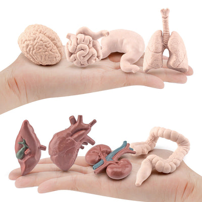 Figurines Organes du Corps Maquette Anatomique Réaliste Cerveau Cœur Poumon Foie Jouet pour Maternelle Cycle de Vie