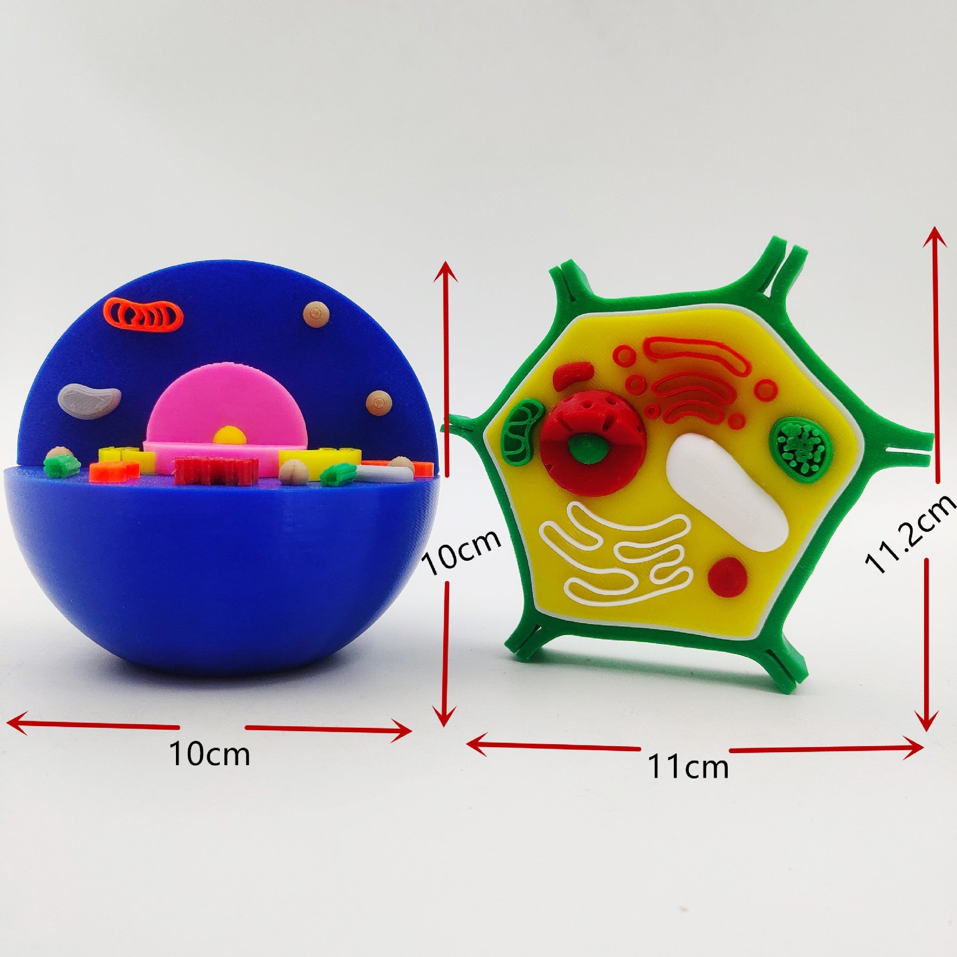 Impression 3D de modèles de cellules animales et végétales – Jouet pédagogique STEM pour enfants