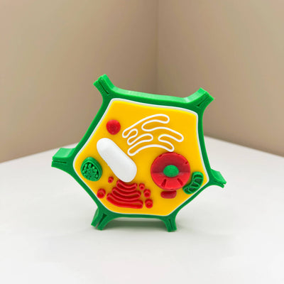 Impression 3D de modèles de cellules animales et végétales – Jouet pédagogique STEM pour enfants
