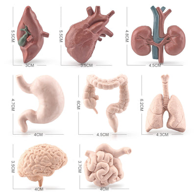 Figurines Organes du Corps Maquette Anatomique Réaliste Cerveau Cœur Poumon Foie Jouet pour Maternelle Cycle de Vie