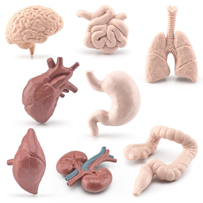 Figurines Organes du Corps Maquette Anatomique Réaliste Cerveau Cœur Poumon Foie Jouet pour Maternelle Cycle de Vie