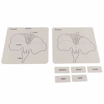 Cartes de contrôle Montessori de botanique – Classification des arbres, des feuilles et des fleurs
