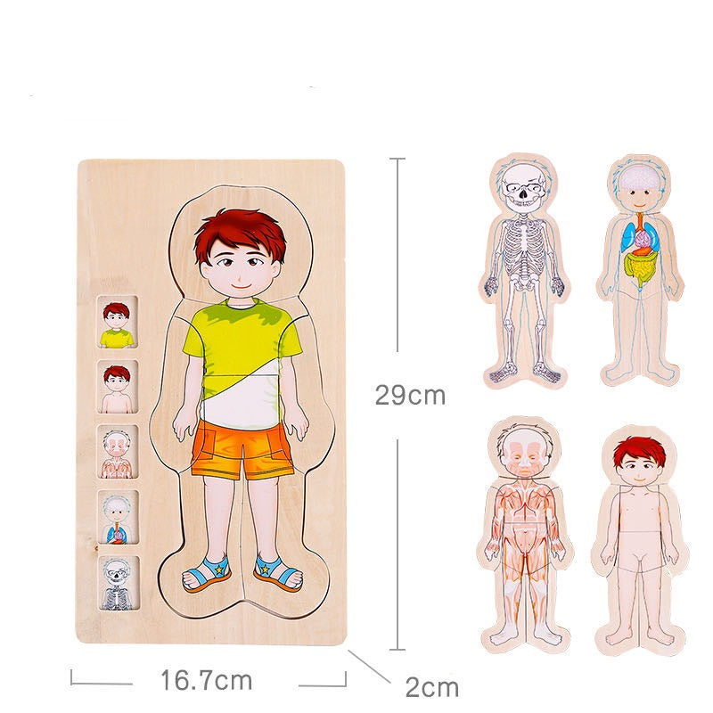 Onshine Puzzle anatomique 3D en bois - Jouets de motricité fine