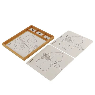 Cartes de contrôle Montessori de botanique – Classification des arbres, des feuilles et des fleurs